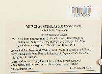 Atrichum androgynum image