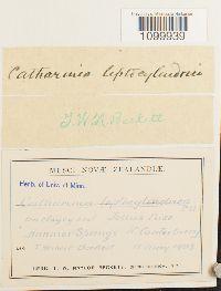 Media resource of Atrichum leptocylindricum