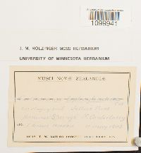 Atrichum leptocylindricum image