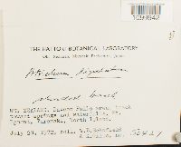 Atrichum ligulatum image