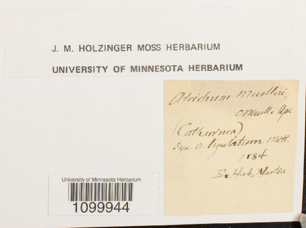 Atrichum muelleri image