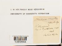 Media resource of Atrichum muelleri