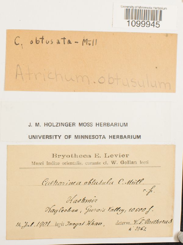 Atrichum obtusulum image