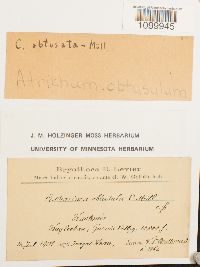 Media resource of Atrichum obtusulum