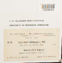 Media resource of Atrichum subobtusulum