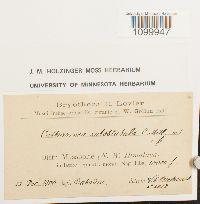 Atrichum subobtusulum image