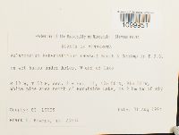 Aulacomnium heterostichum image