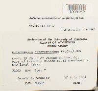 Aulacomnium heterostichum image