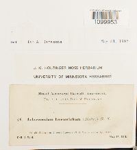 Aulacomnium heterostichum image