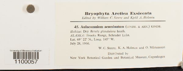 Aulacomnium acuminatum image