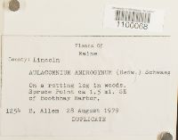 Aulacomnium androgynum image