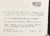 Aulacomnium androgynum image