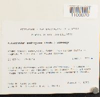 Aulacomnium androgynum image