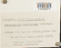 Aulacomnium androgynum image