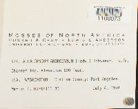 Aulacomnium androgynum image