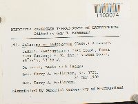 Aulacomnium androgynum image