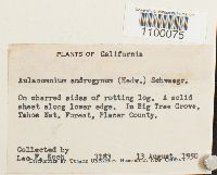 Aulacomnium androgynum image