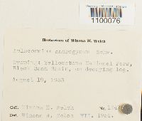 Aulacomnium androgynum image