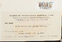 Aulacomnium androgynum image