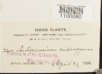 Aulacomnium androgynum image