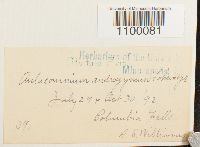 Aulacomnium androgynum image