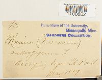 Aulacomnium androgynum image