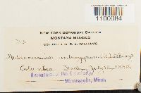 Aulacomnium androgynum image