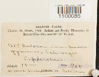 Aulacomnium androgynum image