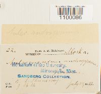 Aulacomnium androgynum image