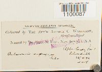 Aulacomnium androgynum image