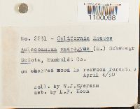 Aulacomnium androgynum image