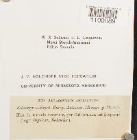 Aulacomnium androgynum image