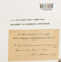 Aulacomnium androgynum image