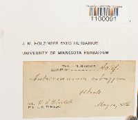 Aulacomnium androgynum image