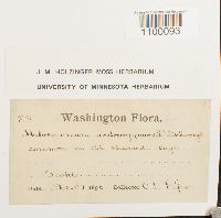 Aulacomnium androgynum image