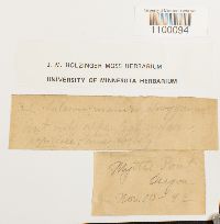 Aulacomnium androgynum image