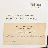 Aulacomnium androgynum image