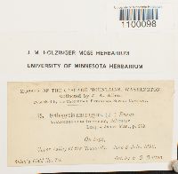 Aulacomnium androgynum image