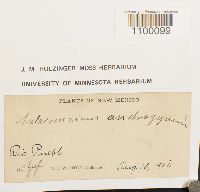 Aulacomnium androgynum image