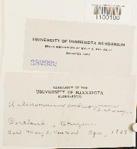 Aulacomnium androgynum image