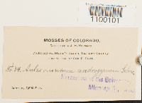 Aulacomnium androgynum image