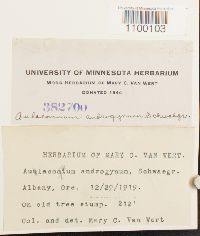 Aulacomnium androgynum image