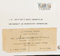 Aulacomnium androgynum image