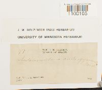 Aulacomnium androgynum image