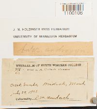 Aulacomnium androgynum image