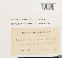 Aulacomnium androgynum image