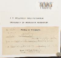 Aulacomnium androgynum image