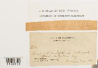 Aulacomnium androgynum image