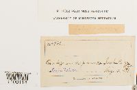 Aulacomnium androgynum image