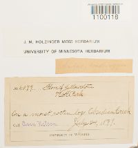 Aulacomnium androgynum image